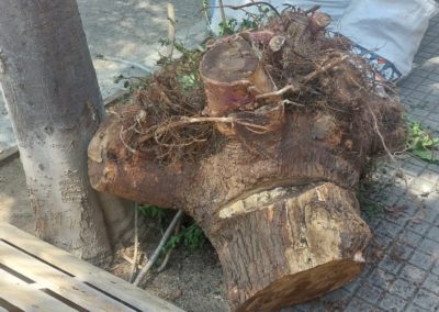 Extracción de álbol del suelo de la terraza en Mollet del Vallés